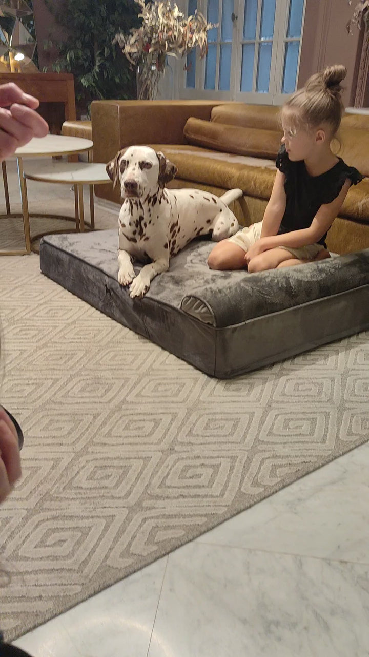 Video: behind-the-scenes photo shoot of a Dalmatian on the Noah & Paw gray velvet orthopedic sofa dog bed