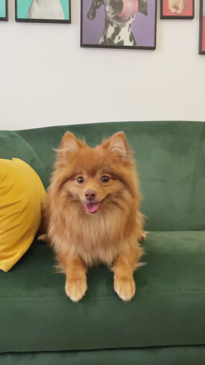 Video: Pomeranian in the Noah & Paw 3x safety zipper dog sling carrier in camel vegan leather