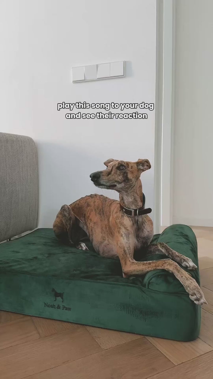 Video: greyhound lounging on the Noah & Paw classic velvet orthopedic dog bed in dark green with memory foam and cooling gel