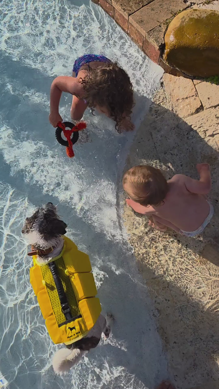Video: dog swimming in a pool wearing the Noah & Paw yellow dog life jacket with extra foam for buoyancy and stability