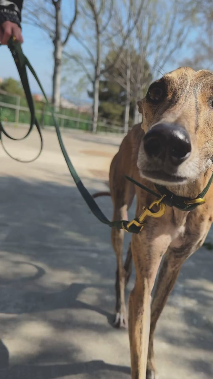 Video: greyhound walking on a Noah & Paw green oil-waxed leather dog leash and collar